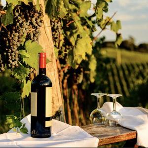 Wine Tasting in Italy