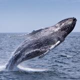 Whale Watching