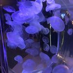 Mote Marine Laboratory & Aquarium