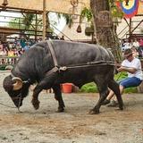 Panacas