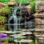The Dallas Arboretum and Botanical Garden