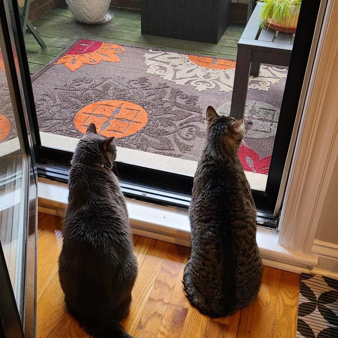 Eventually, Harlem and Jaskier agree to put aside their differences and unite against the neighborhood birds.