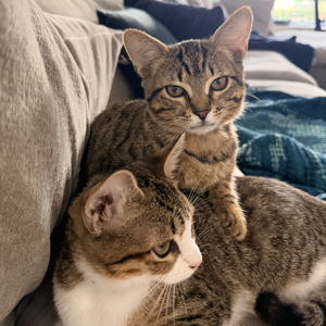 Our New Kittens (Augustus & Livia)