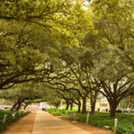 Discovery Green