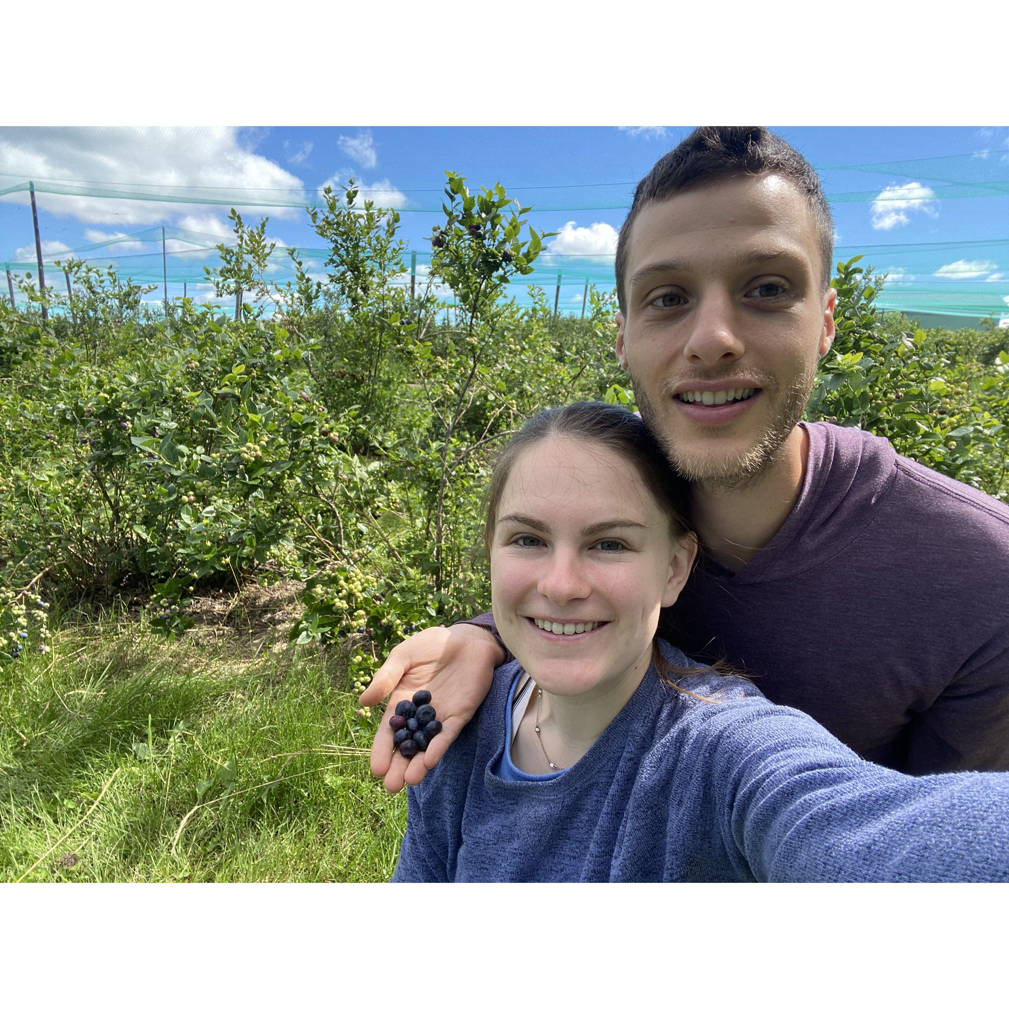 Blueberry picking