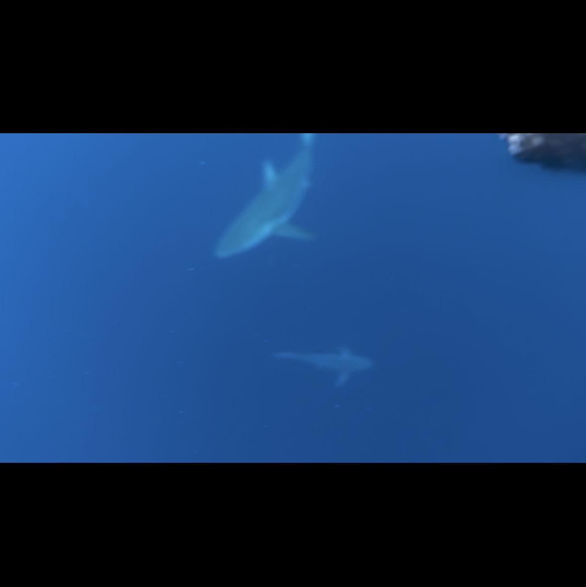 May 28th, 2022 Shark diving on Oahu!