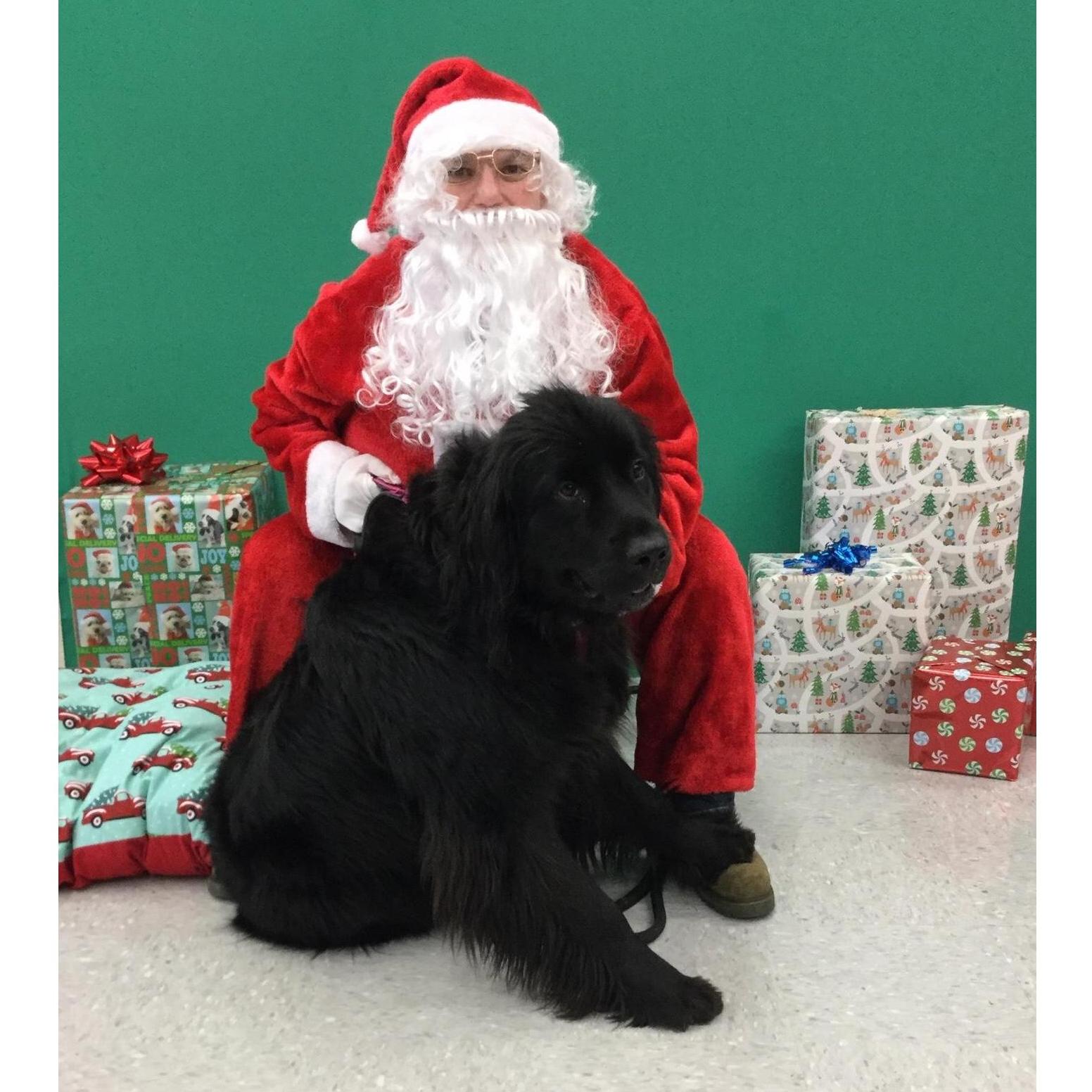 Maya meeting Santa Paws for the first time! She did great with meeting him as he was a stranger.