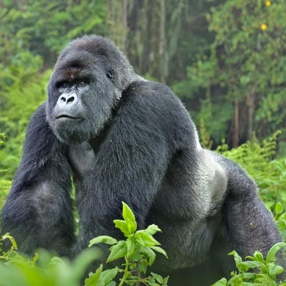 Rwanda Gorilla Trekking Permits