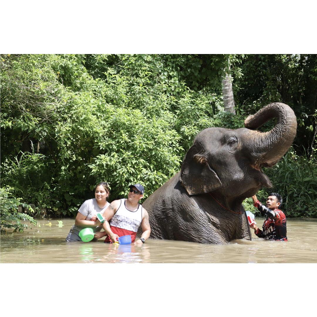 Chilling with the Elephants in Thailand