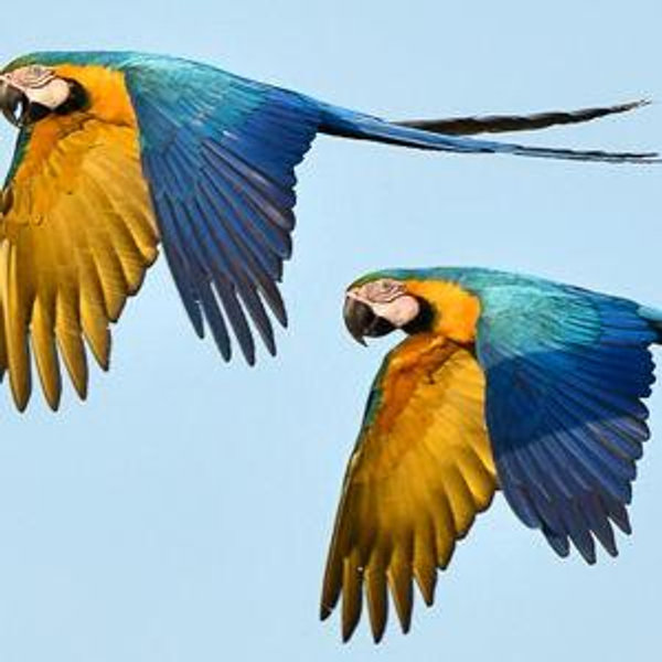 Private Birdwatching Tour at Sunrise (Mindo)