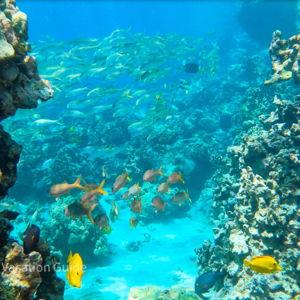 Kealakekua Bay Snorkeling Excursion