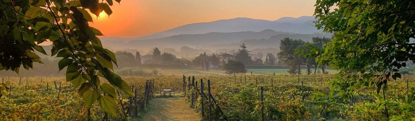 The Wedding Website of Sophia Wirth and London Swift