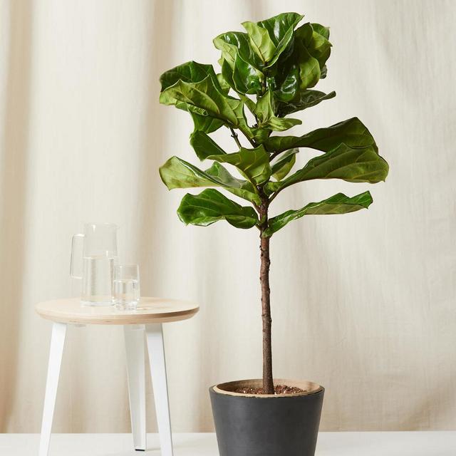 Fiddle Leaf Fig
