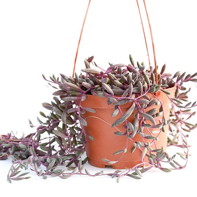 Live Hanging Succulent Plants – Vining Succulent Collection- Fully Rooted Large 6-Inch Hanging Succulent (String of Pearls) (Ruby's Necklace)