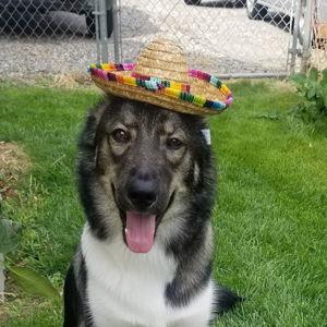 Tacos