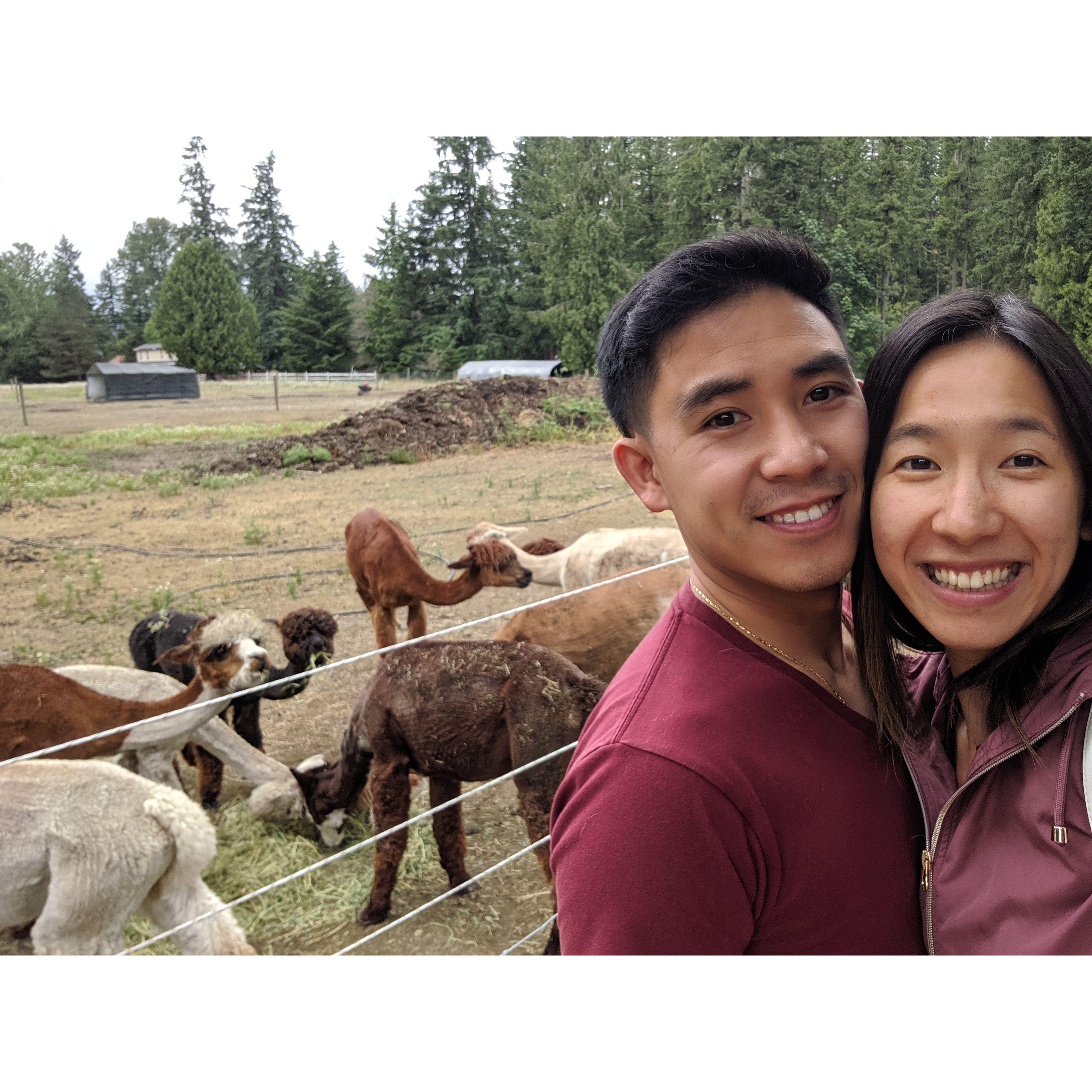 Alpaca hangout for Vivian's bday 2019