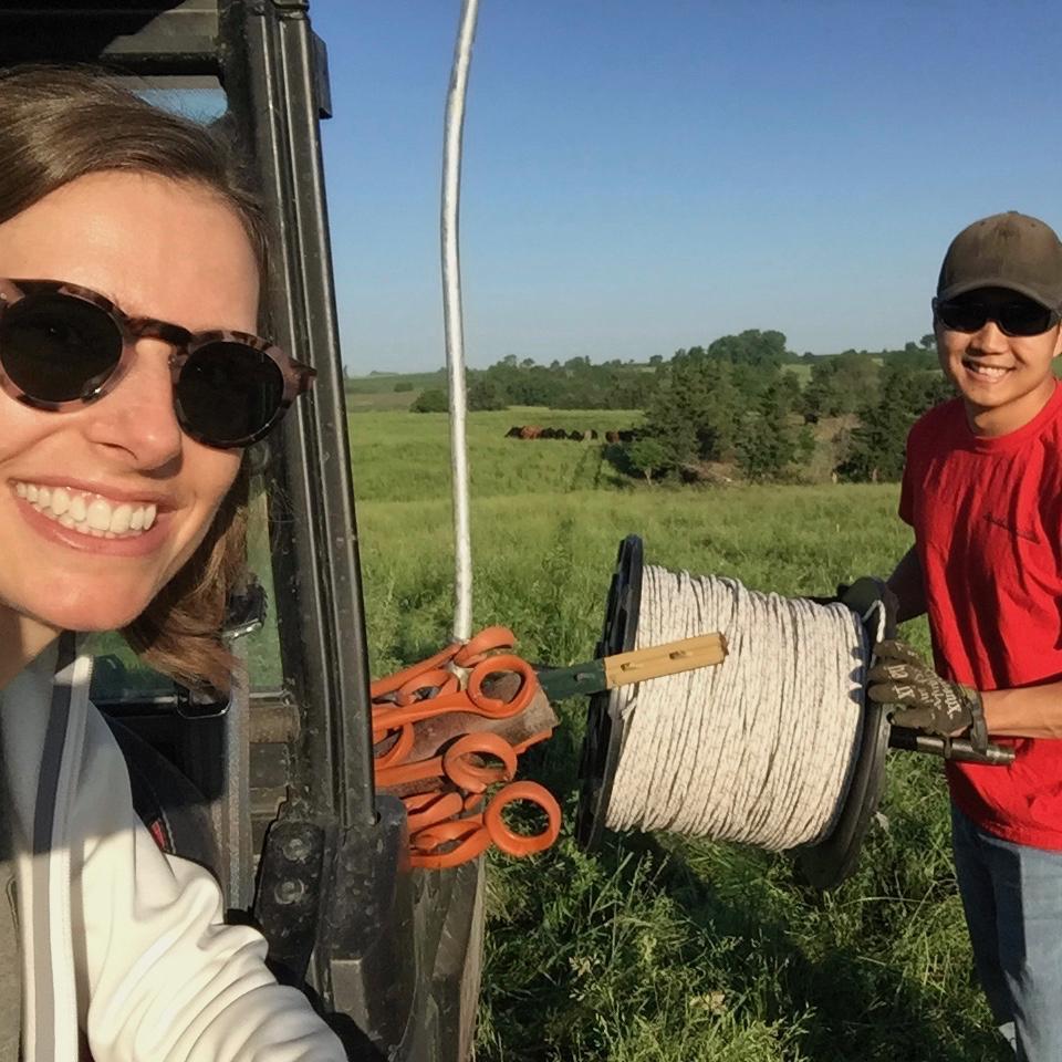 Out moving cows!