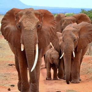 Honeymoon Fund - Safari
