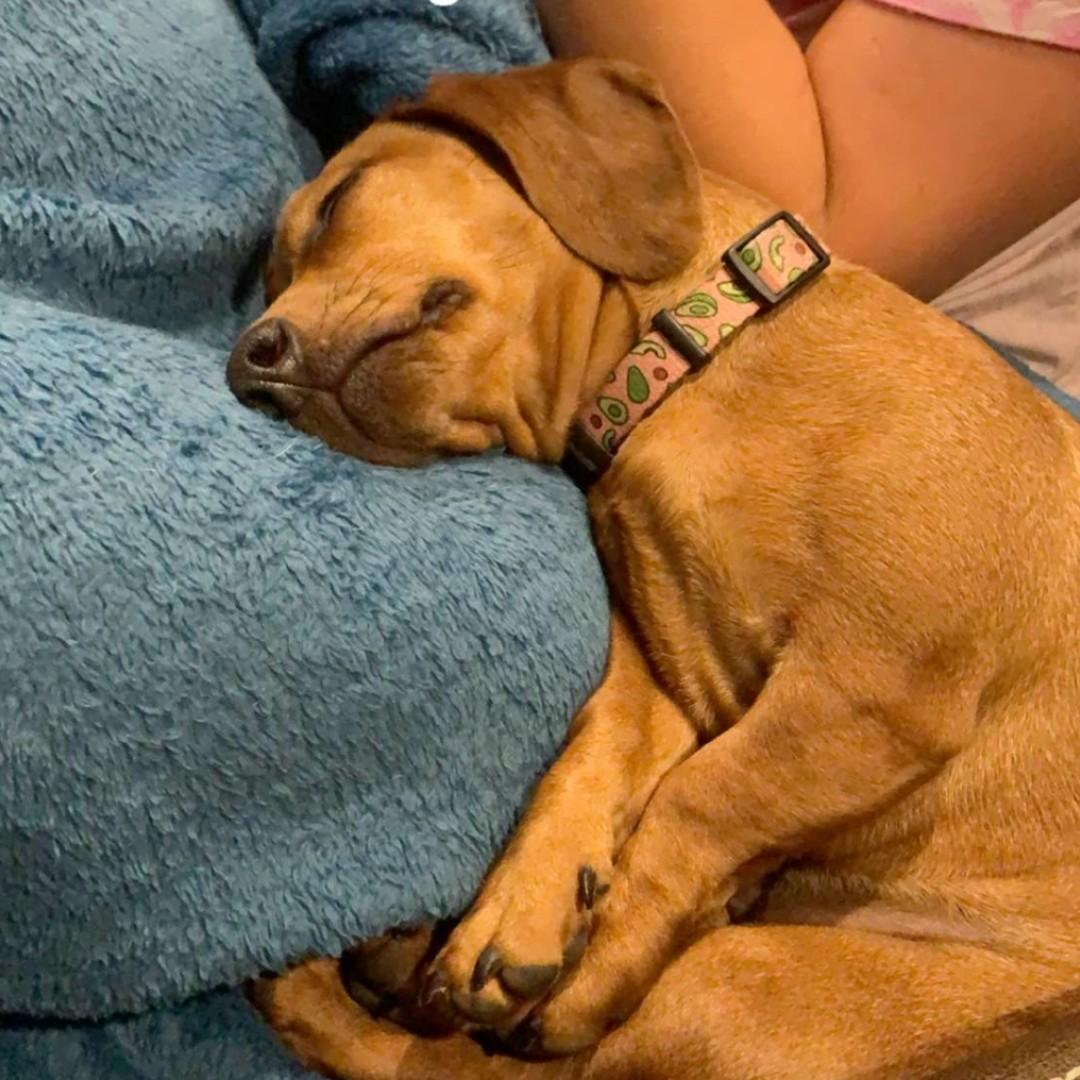 Dixie sleeping
