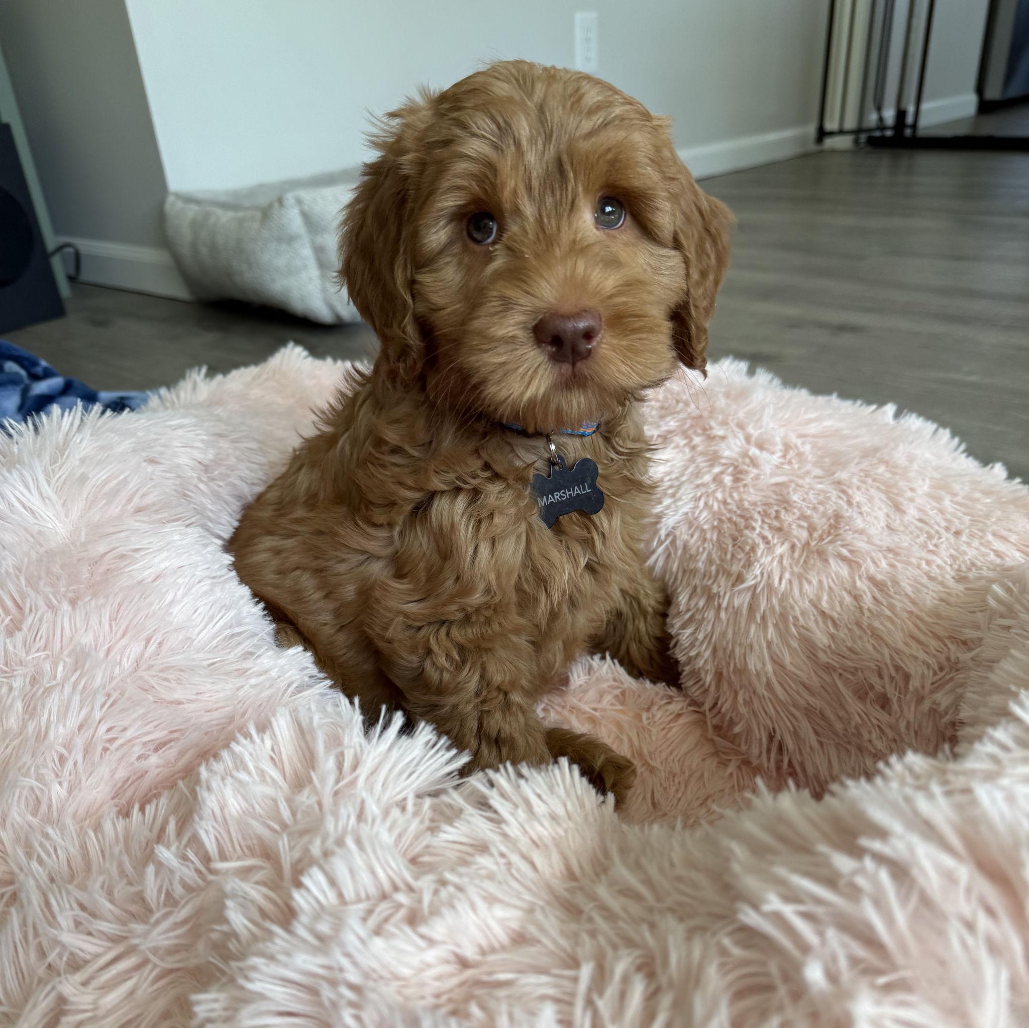 March 10, 2025 Marshall made us puppy parents!