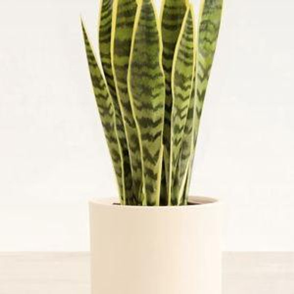 Medium Golden Sansevieria (Snake) Plant for Sale | easyplant