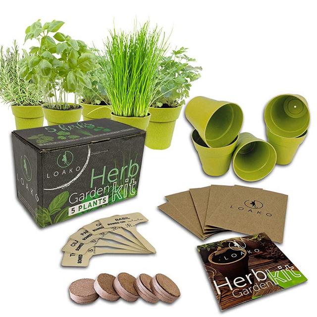 Indoor Herb Garden Starter Kit | 5 Non-GMO Herbs | Beginner Friendly | DIY Kitchen Herbs Growing Kit | Perfect Gift Idea | Basil, Parsley, Cilantro, Chives, Thyme