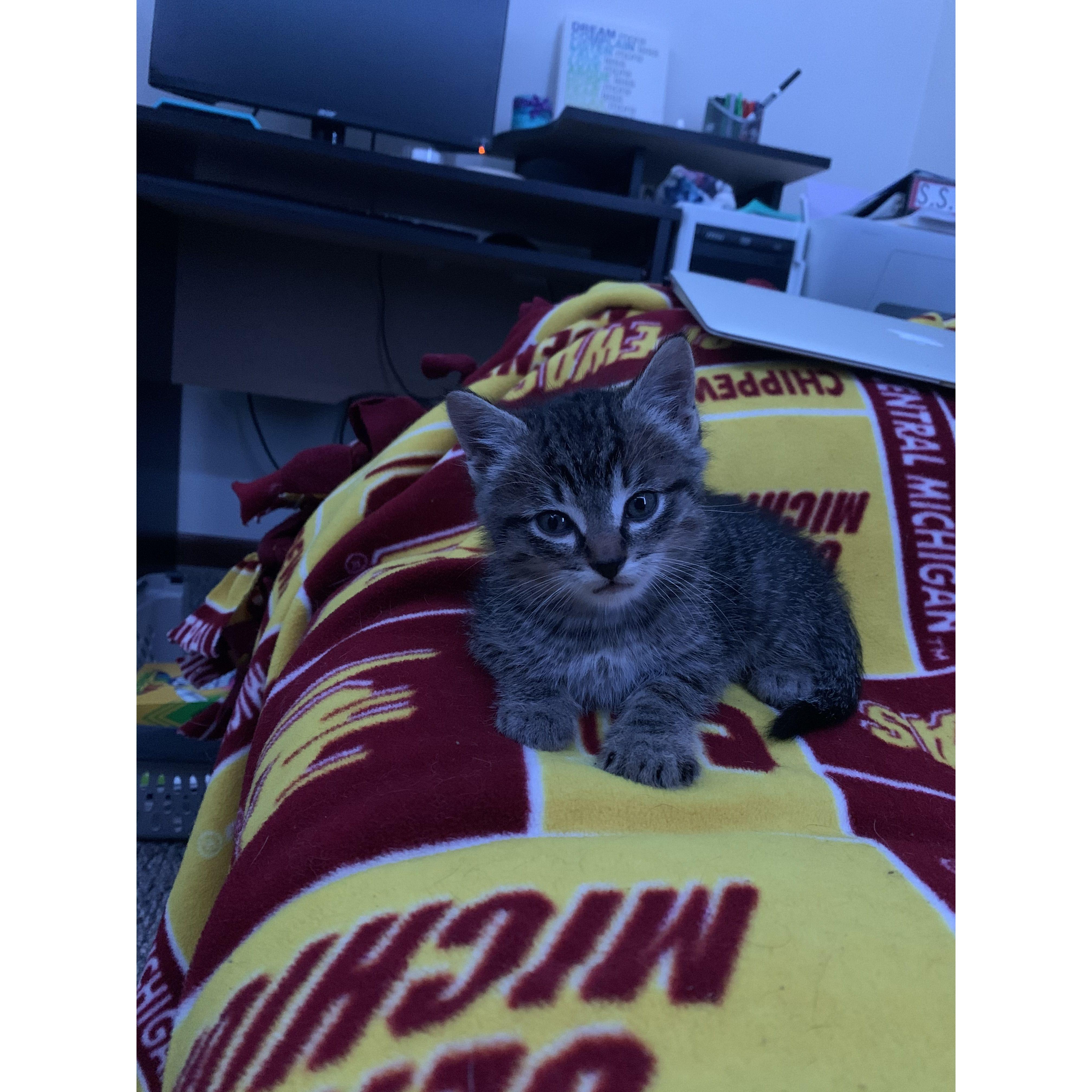 October 14th, 2021 - We adopted our second furry child, Dwight!