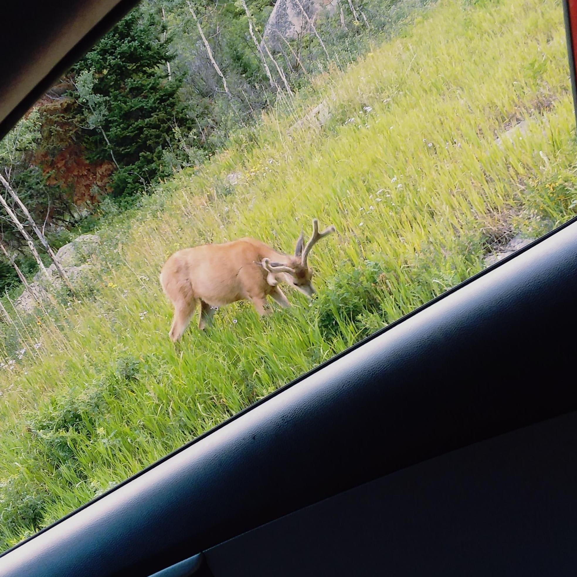 Colorado wildlife