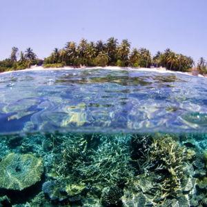 Maldives Snorkeling Excursion