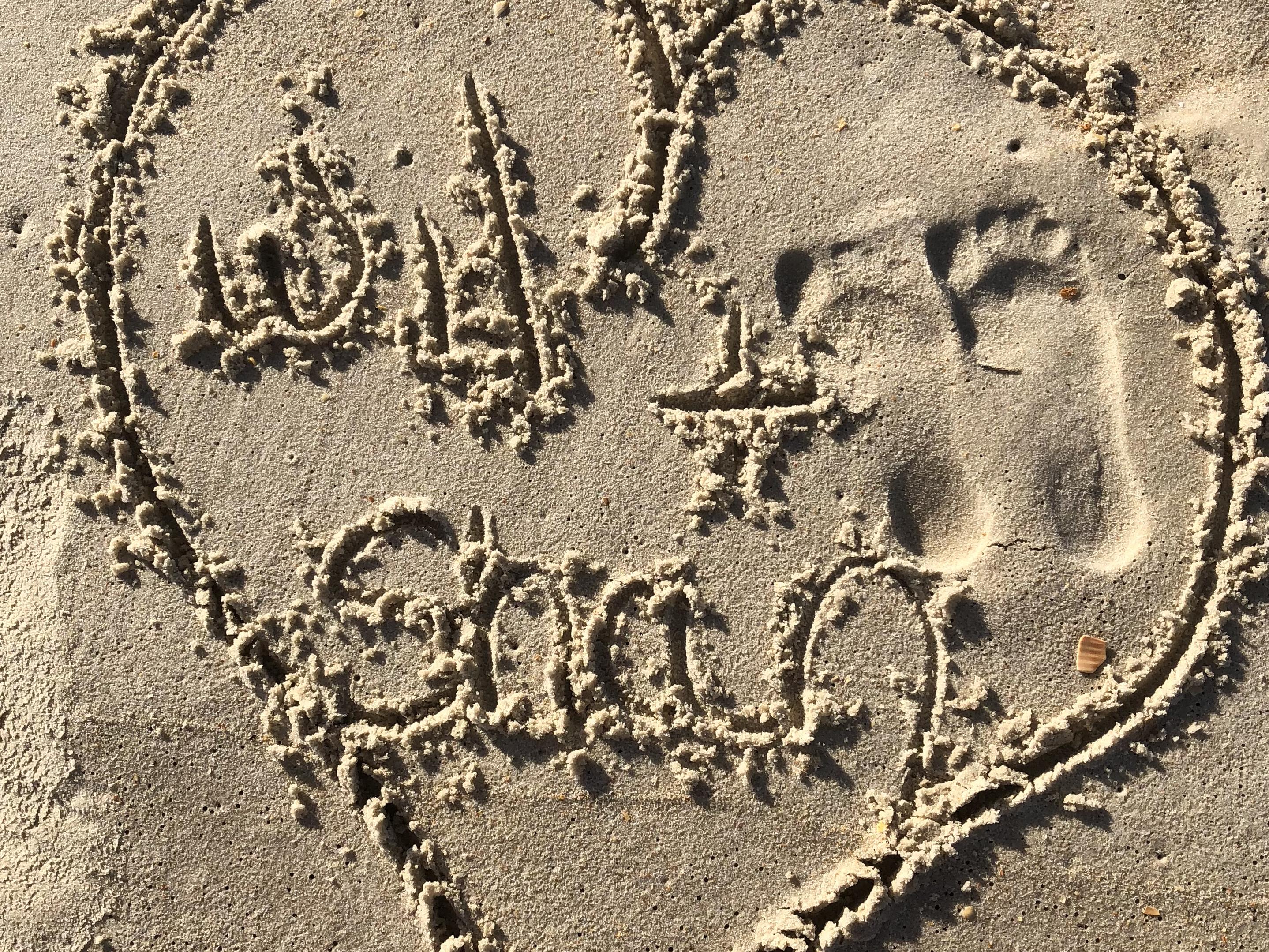 The Wedding Website of Shannon Jordan and Wil Jordan