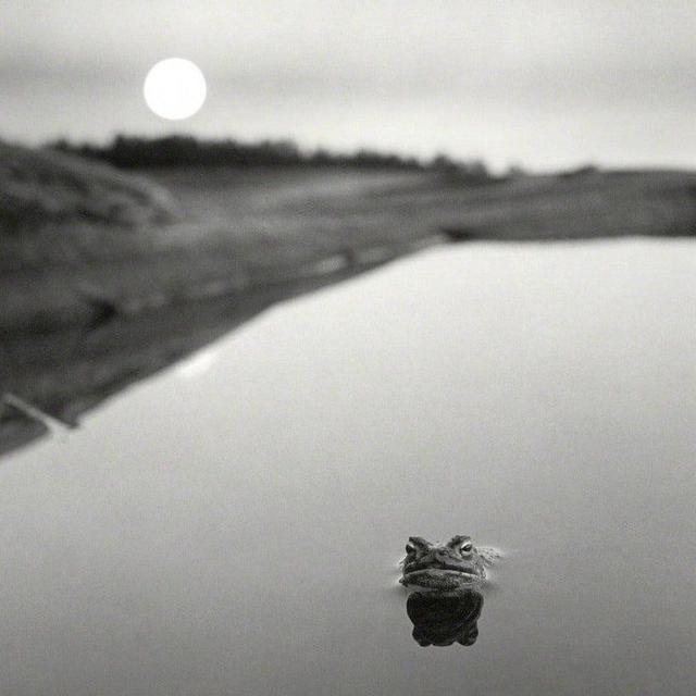 Pentti Sammallahti - Frog in Water, Finland 1974