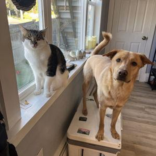 Pet Sitter/Hotel During Our Honeymoon