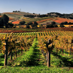 Sonoma Wine County