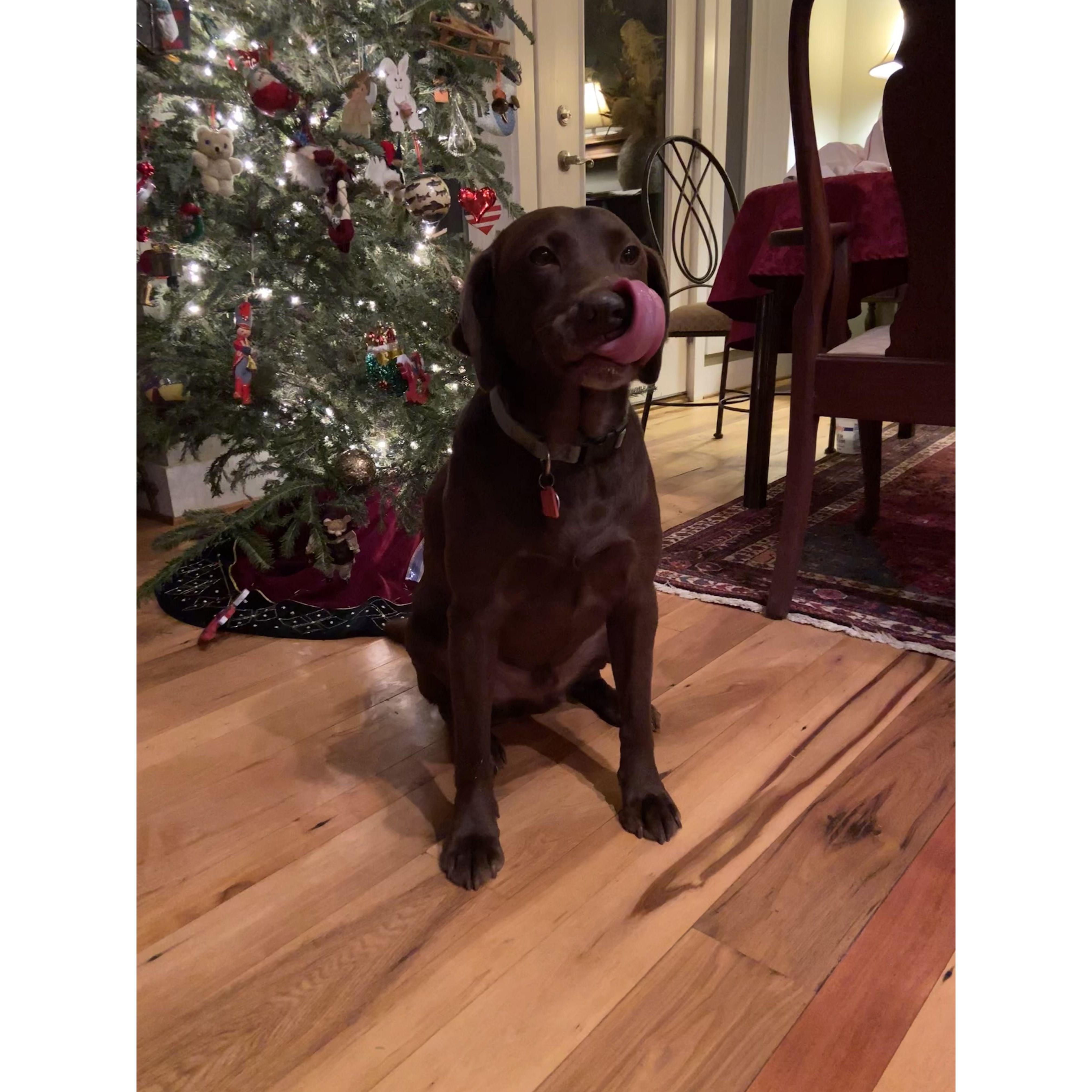 Holidays at the Willoughby’s