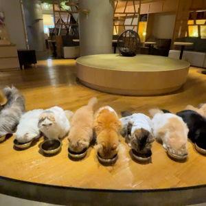 Cat Cafe