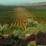 Valle De Guadalupe