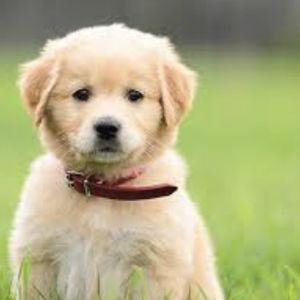 Puppy Fund
