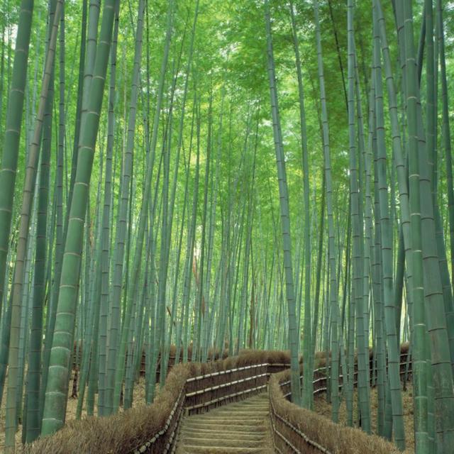 Arashiyama experience
