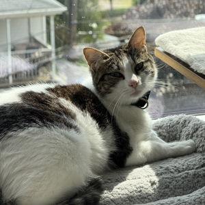 Cat Sitter for Princess Leia
