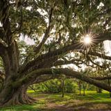 New Orleans City Park