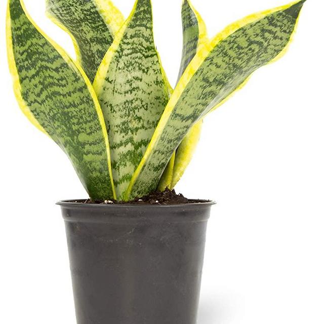 Altman Plants, Live Snake Plant, Sansevieria trifasciata Superba, Fully Rooted Indoor House Plant in Pot, Mother in Law Tongue Sansevieria Plant, Potted Succulent Plant, Houseplant in Potting Soil