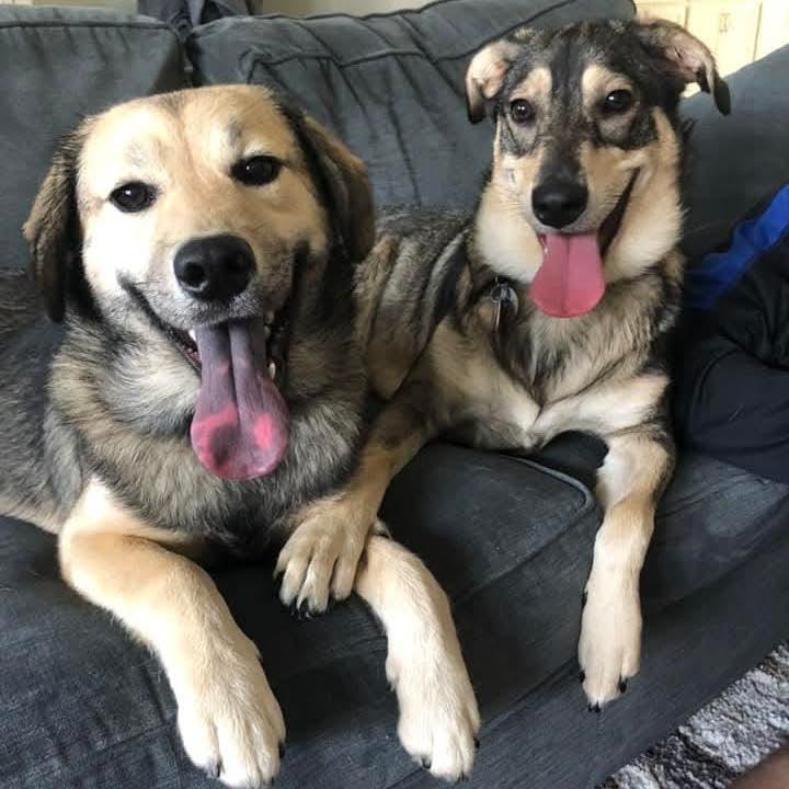 2022- After moving in, their puppy June looked a little bored. So, as a shock to most, they found June a friend. Jack and June became instant best friends!
