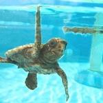 Loggerhead Marinelife Center