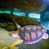 Gumbo Limbo Nature Center