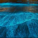 Bioluminescent Bay – Nighttime Kayak Tour