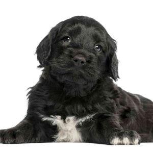 Our Puppy Fund
