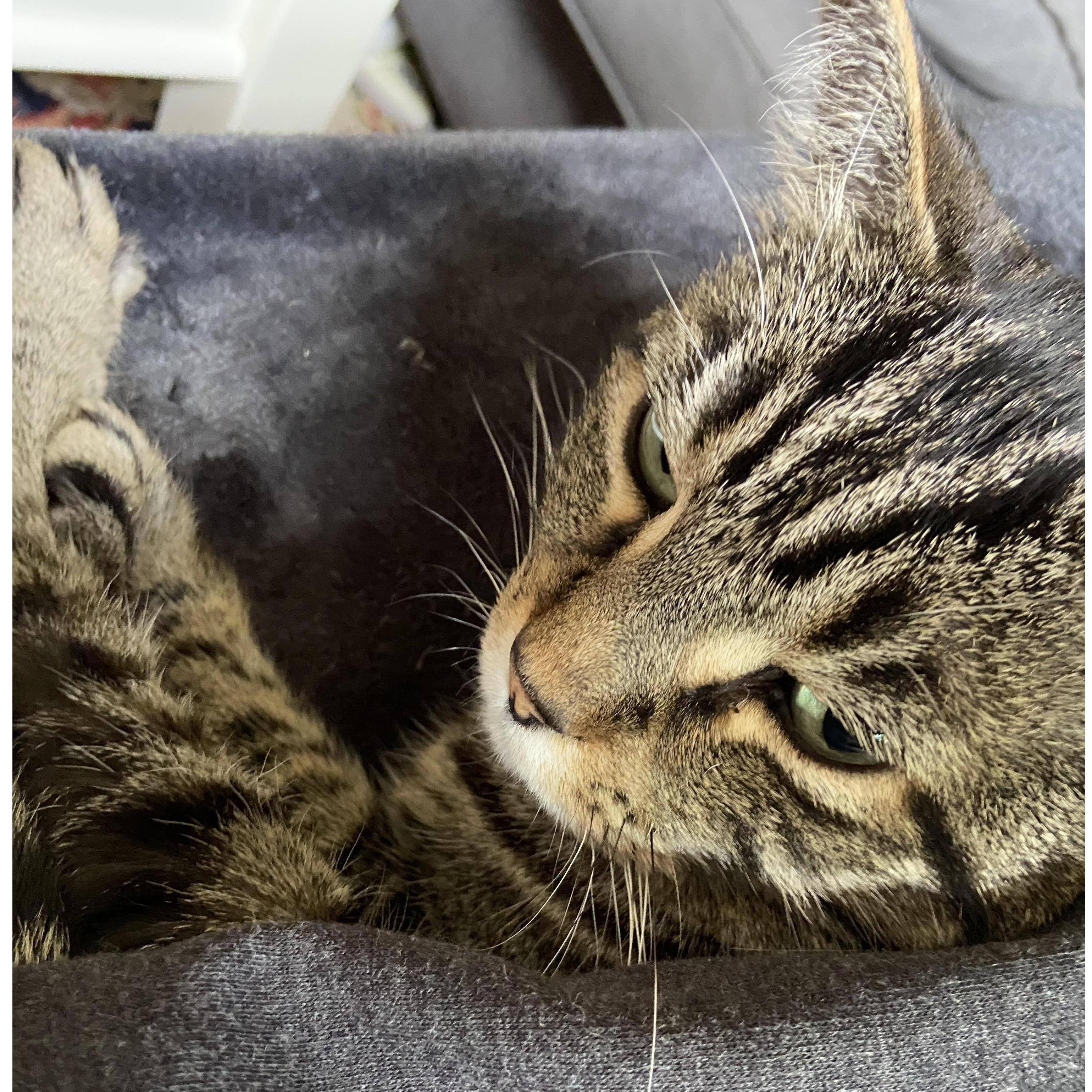 Our cat Sawyer, who is very much a part of our family.