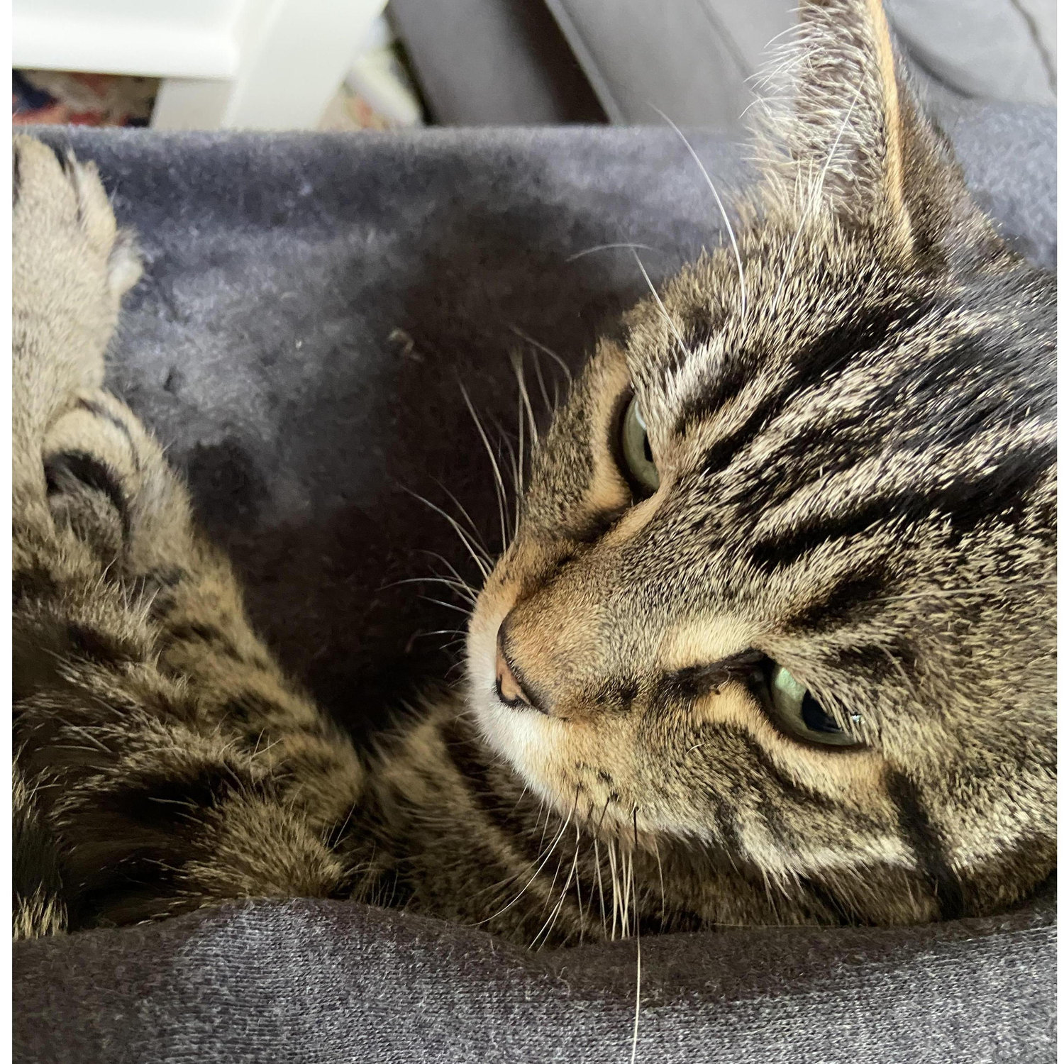 Our cat Sawyer, who is very much a part of our family.