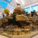 Scheels