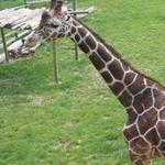 Peoria Zoo